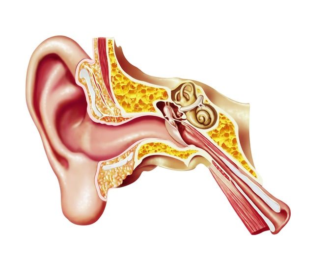 ø Stille og rolig emne How You Hear & How Hearing Works | Austin Ear Clinic